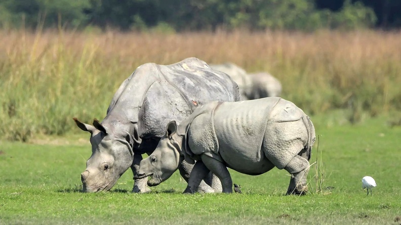 Indian one-horned rhino and its baby graze in the Pobitora Wildlife Sanctuary, Morigaon district, Assam, India